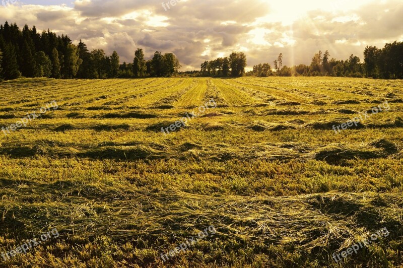 Bed Go Field Nature Summer