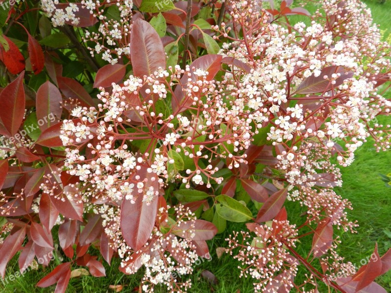 Flower Shrub Nature Garden Red Leaves