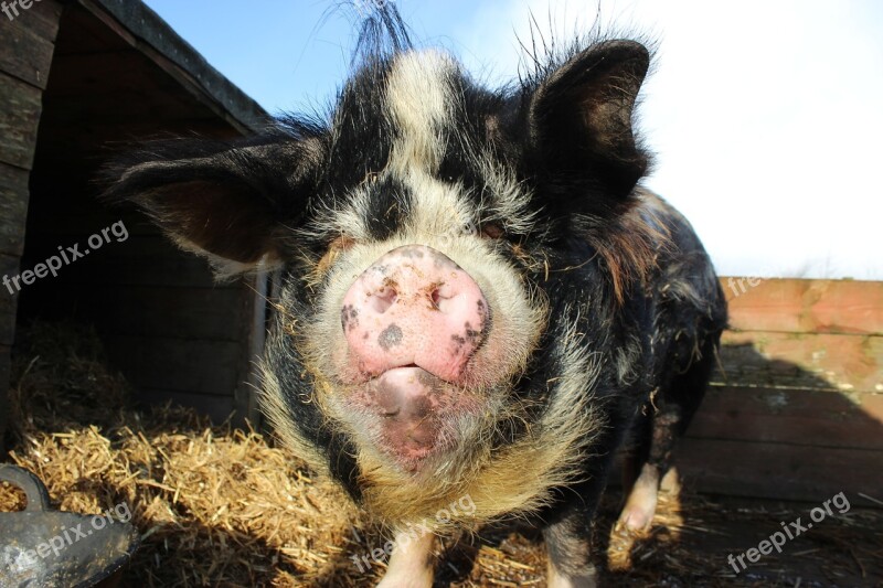 Kunekune Kune Kune Pig Animal Adorable