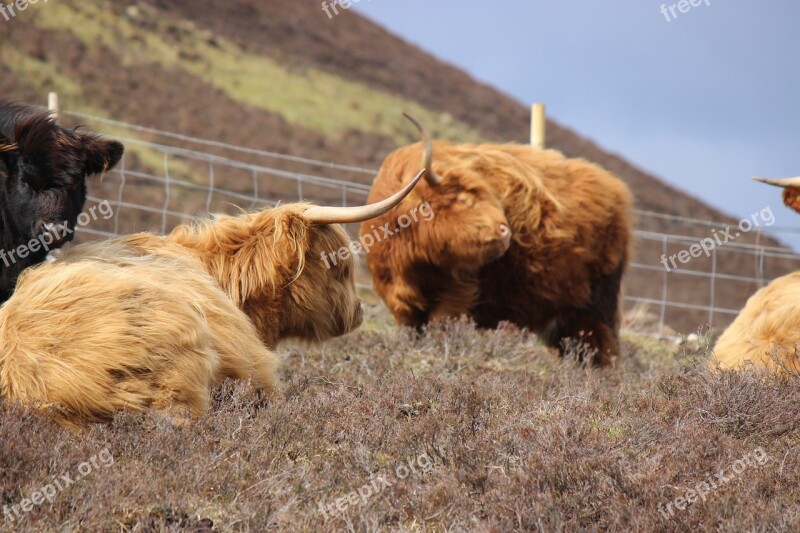 Highland Cattle Cows Croft Cattle Livestock