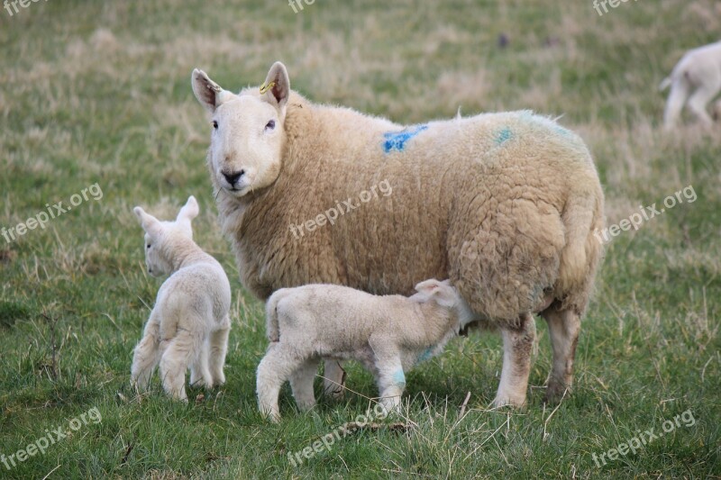 Lambs Farm Croft Sheep Livestock