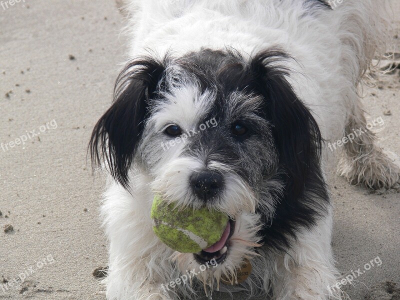 Dog Dog With Ball Dog On Beach Animal Ball