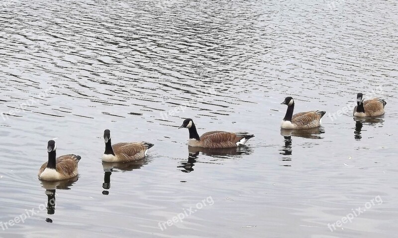 Birds Ducks Wild Birds Bernikla Canadian Water