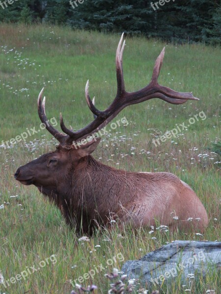 Canada Nature Animals Deer Wapiti