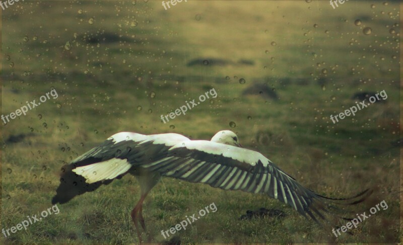 Stork Nature Meadow Free Photos