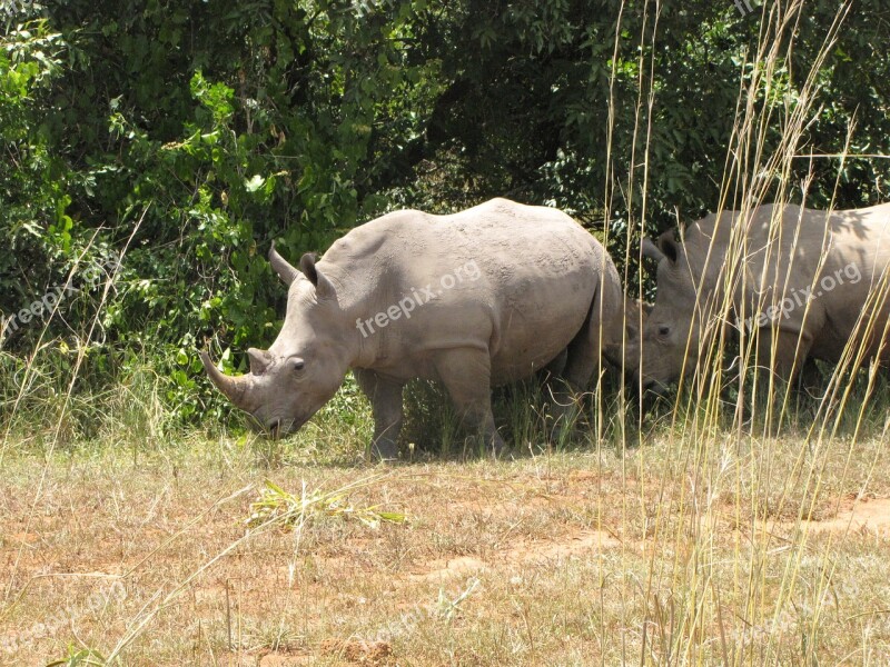 Rhino White Rhino Uganda National Park Free Photos