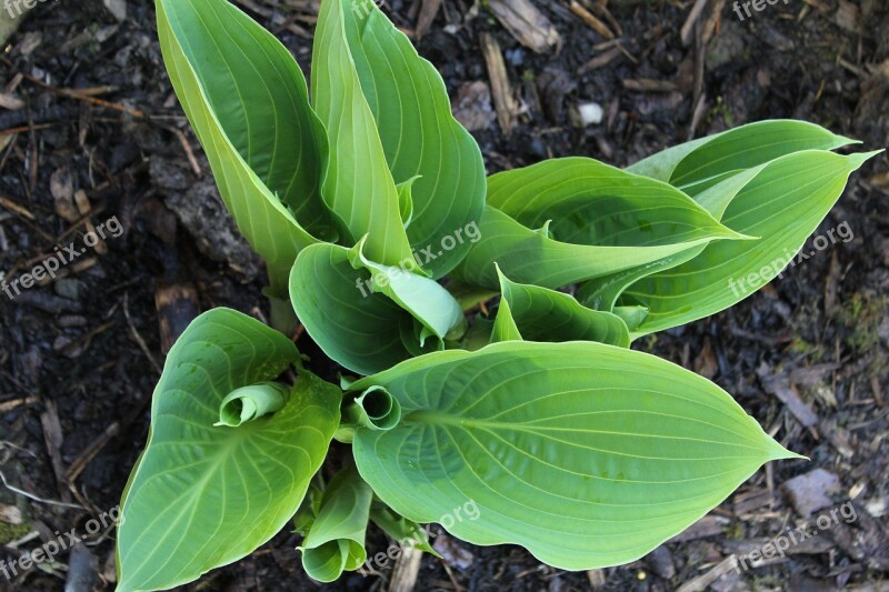 Plantain Lily Hosta Green Leaf Leaves