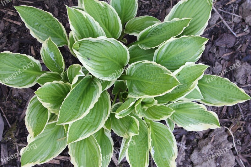 Plantain Lily Hosta Green Leaf Leaves