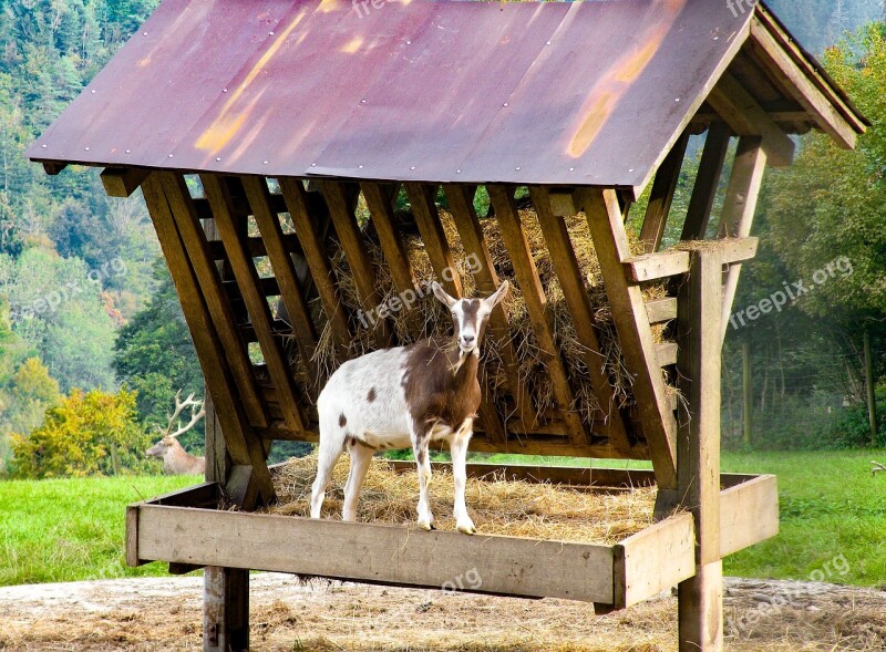 Goat Manger Nature Animal White