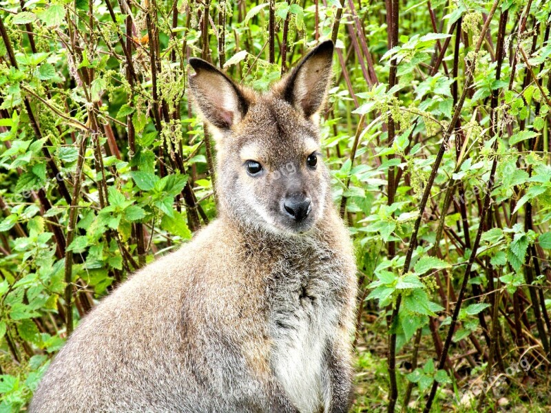 Kangaroo Animal Mammal Brown Australia