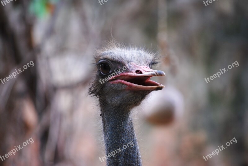 Zoo Animal Ostrich Free Photos