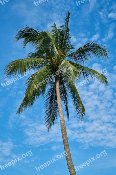 Palm Blue Tree Green Nature