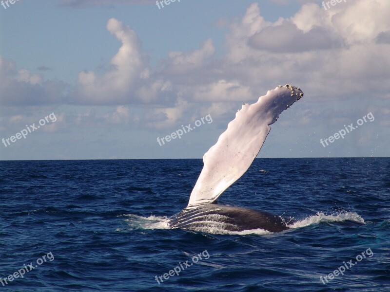 Humpback Whale Fin Sea With Whale Free Photos