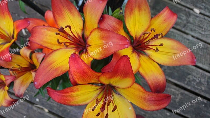 Lilly Flower Orange Bright Yellow