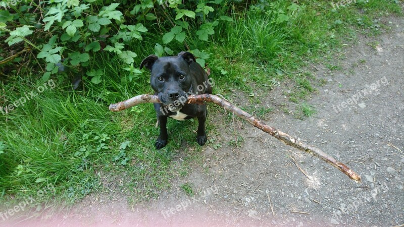 Dog Staffie Staffordshire Bull Terrier Dog Walk Stick