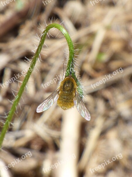 Wasp Bombus Bumblebee Bumblebee Yellow Pollination