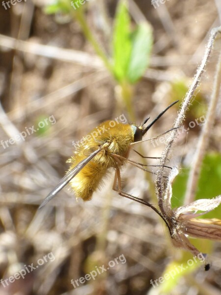 Wasp Bombus Bumblebee Bumblebee Yellow Pollination