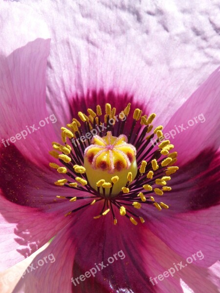 Papaver Somniferum Gravel Poppy Ababol Stamens