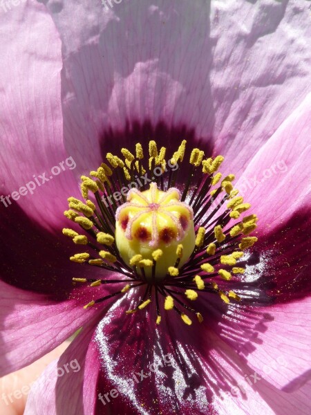 Papaver Somniferum Gravel Poppy Ababol Stamens