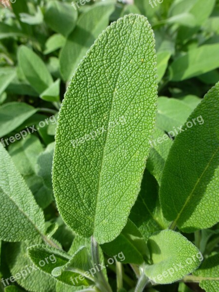 Leaf Green Sage Veins Macro