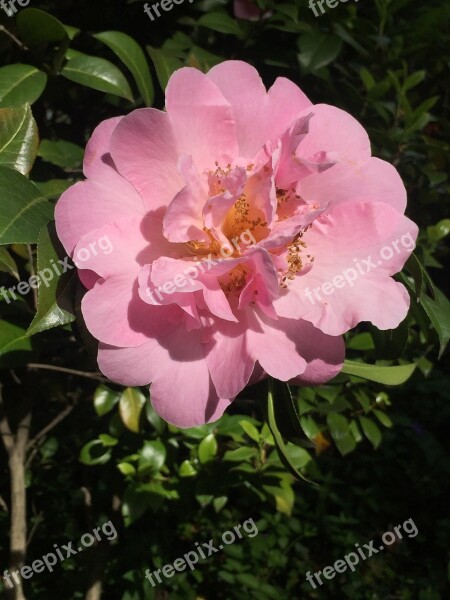 Camelia Pink Blossom Bloom Plant