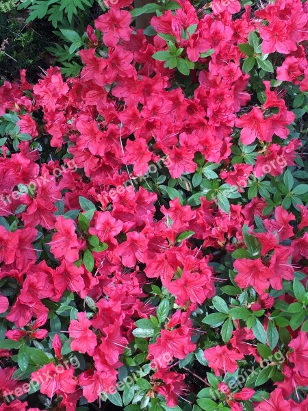 Camelia Pink Blossom Bloom Plant