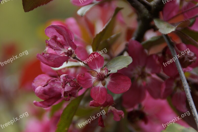 Blossom Bloom Ornamental Shrub Bush Pink