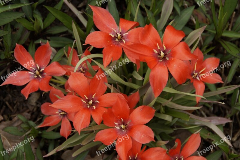 Tulips Gaudy Color Colorful Spring