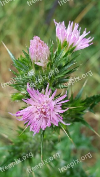 Thistle Blossom Purple Green Plant