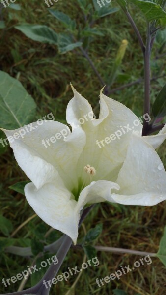 Datura Macro Blossom White Green