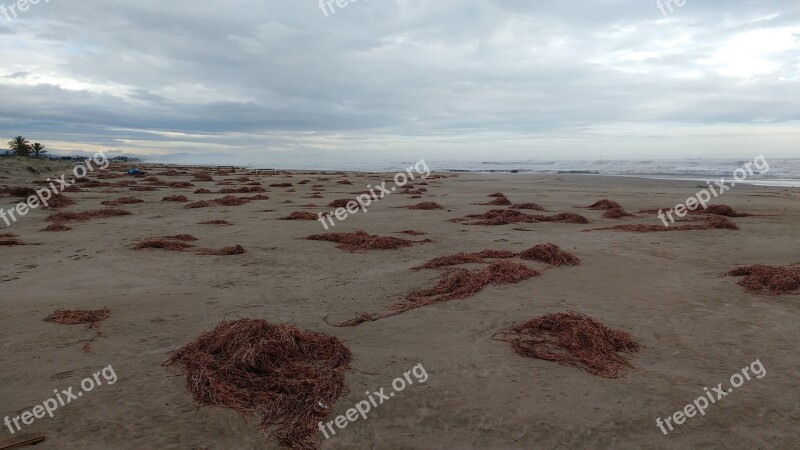 Algae Cloudy Beach Sand Sea