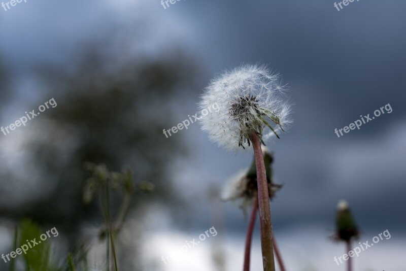 Dandelion Dark Sky Sunshine Backlighting Sky