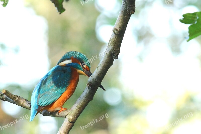 Kingfisher Bird Wild Free Photos