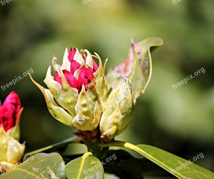 Bud Rhododendron Flower Bud Red Pink