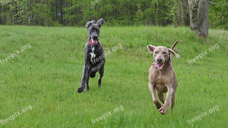 Running Dogs Weimaraner Great Dane Free Photos