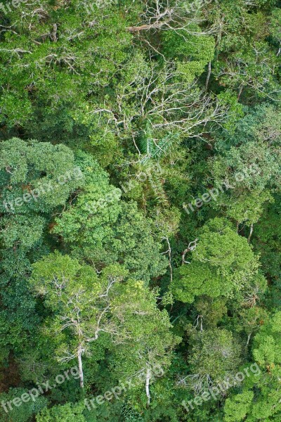 Tree Forest Nature Landscape Leaves