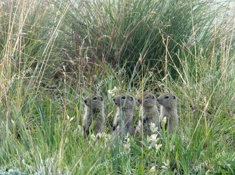 Gophers Evraiki Rodents Grass Nora