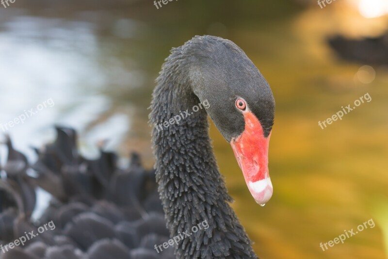 Swan Black Fowl Beak Free Photos