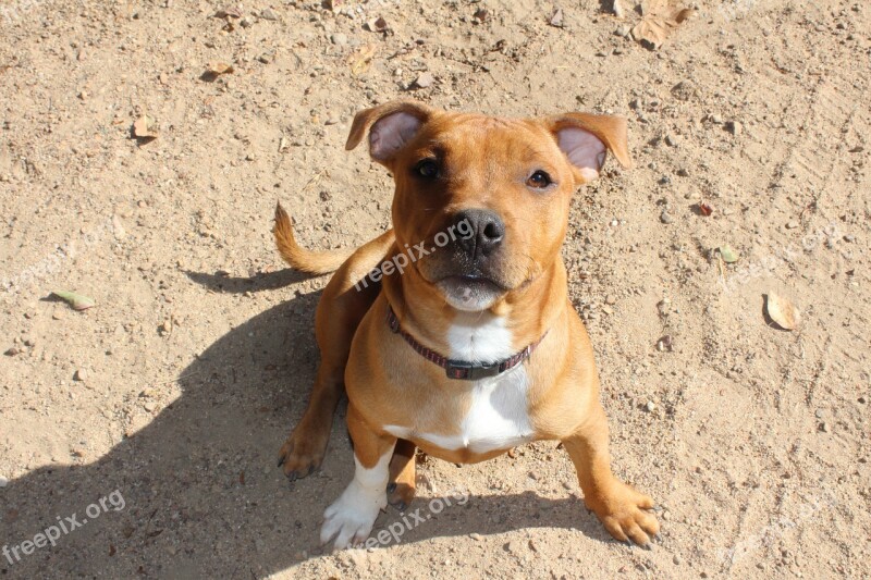 Puppy Dog Staffy Doggy Pup