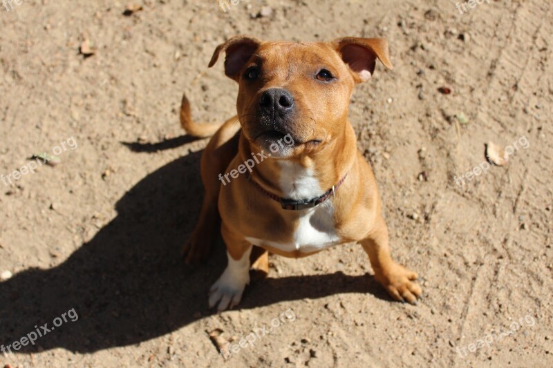 Puppy Dog Staffy Doggy Pup