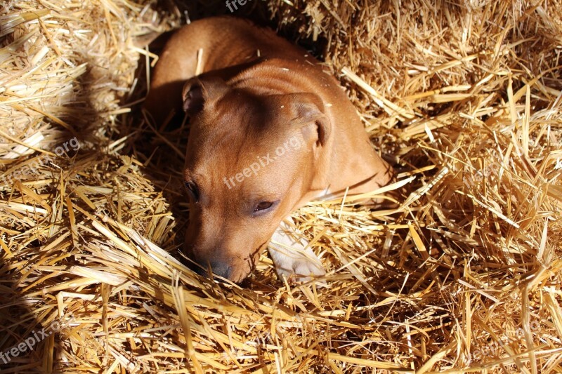 Puppy Dog Staffordshire Staffy Doggy