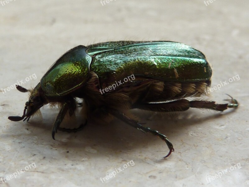 Rose Beetle Green Beetle Shiny Free Photos