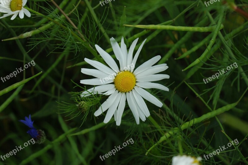 Flower White Green Spring Plant