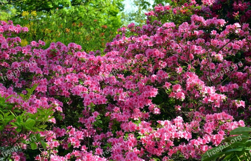 Azalea Rhododendron Flowers Spring Bloom