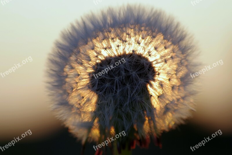 Dandelion The Sun West Glow Sonchus Oleraceus