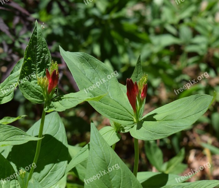 Indian Pink And Buds Wildflower Spider Bud Flower