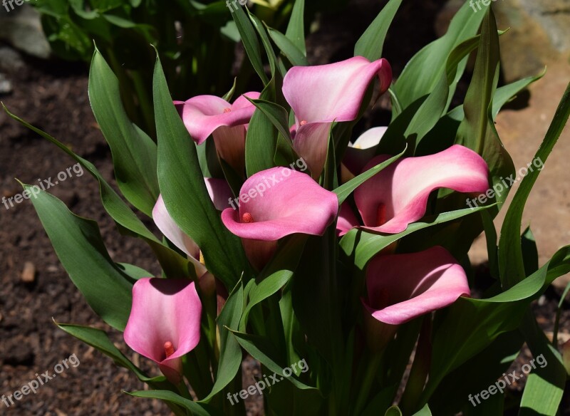 Calla Lily Flower Blossom Bloom Plant