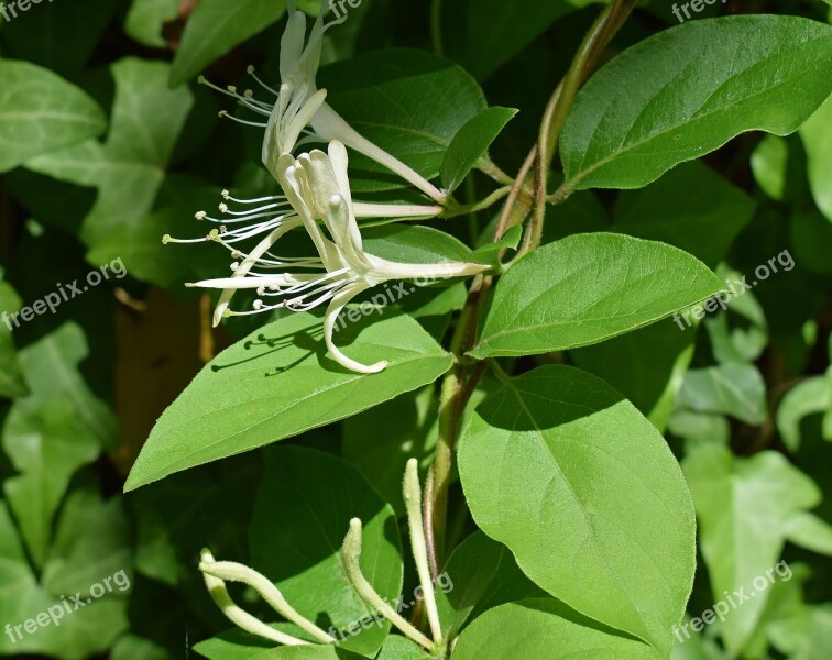 Wild Jasmine Flower Blossom Bloom Vine