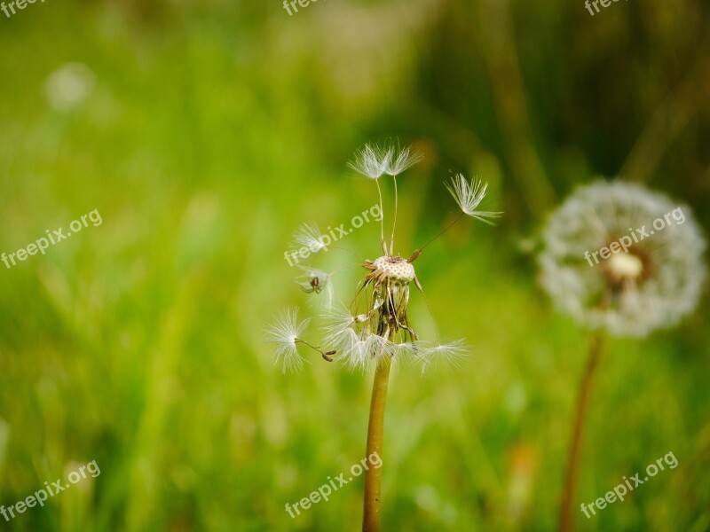 Dandelion Faded Seeds Pointed Flower Meadow