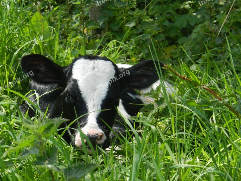 Animals Farm Calf Free Photos